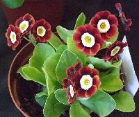 Dales Red