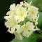 Primula x
Cassie