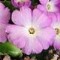 Primula x 
Fairy Rose