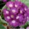 Primula x
Gordon