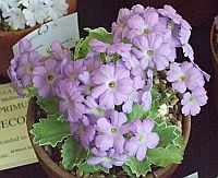 Primula x
Lindum Creation
