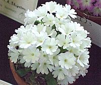 Primula x
Lindum Discreet