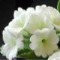 Primula x
Lindum First Kiss