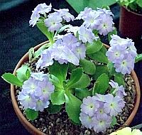 Primula x
Lindum Heavenly