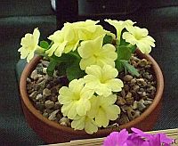 Primula x
Lindum Hills