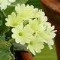 Primula x
Lindum Limelight