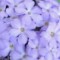 Primula x 
Lindum Prelude