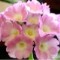 Primula x
Lindum Regal