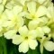 Primula x 
Lismore Yellow