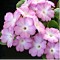 Primula x
Margaret