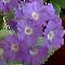 Primula x
Mauve Mist