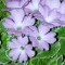 Primula x
Pamela