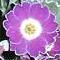 Primula x
Phillip