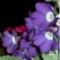 Primula x
Rhenaniana