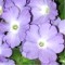 Primula x 
Sapphire