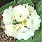 Primula x
Snow White