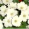 Primula x
Valerie Ann