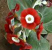 G2 seedling - 024 fsx